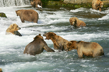 Image showing Bears