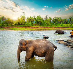 Image showing Elephant and jungle