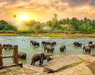 Image showing Herd of elephants