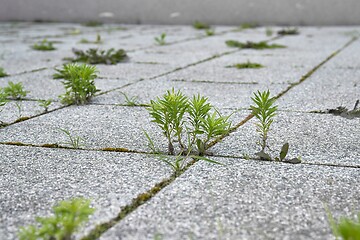 Image showing Weed growing in a deserted urban area