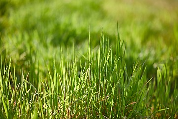 Image showing Green Grass Field