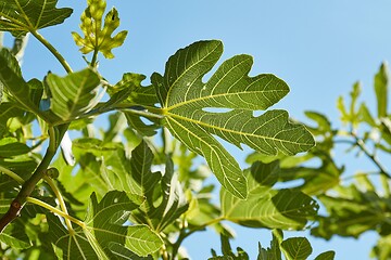 Image showing Green Leaves of a fig tree in summer