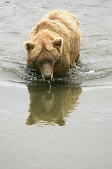 Image showing Bear