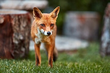 Image showing Fox at night in the countryside