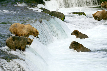 Image showing Bears