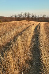 Image showing Countriside dirt road landscape, pale autumn