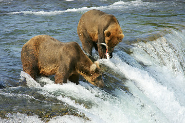 Image showing Bears