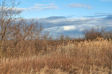 Image showing Dry autumn meadow and bushland