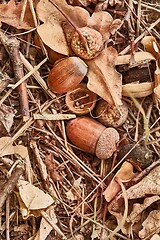 Image showing Acorn on the ground