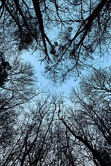 Image showing Bare tree branches