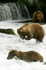 Image showing Bears