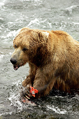 Image showing Bears