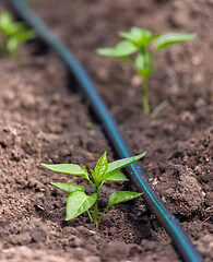 Image showing Pepper plants with drip irrigation
