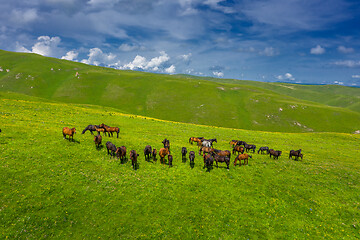 Image showing herd of horses grazing on slope meadow