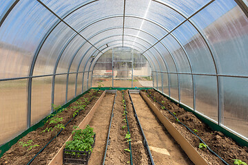 Image showing Vegetables in greenhouse drip irrigation