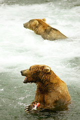 Image showing Bears