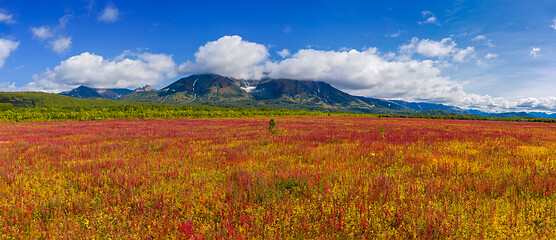 Image showing Blooming willow-herb near Vachkazhets