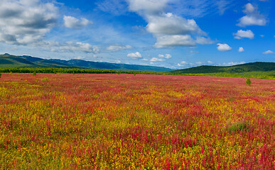 Image showing Blooming flowers willow-herb field