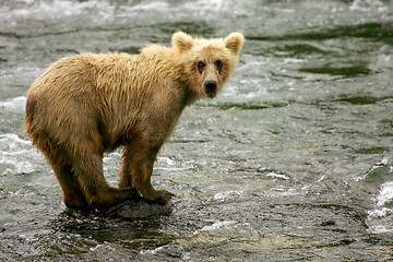 Image showing Bears