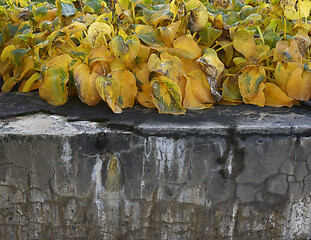 Image showing autumn withered yellowed plants in a dilapidated concrete bed