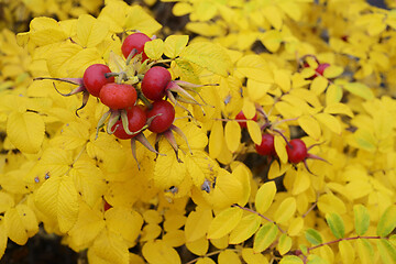 Image showing red rose hips and yellow autumn leaves