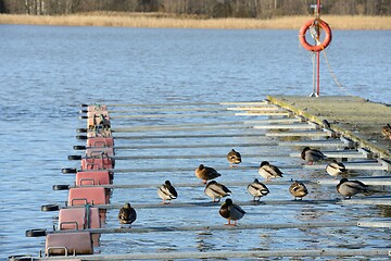 Image showing ducks at the boat station