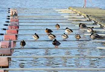 Image showing ducks at the boat station
