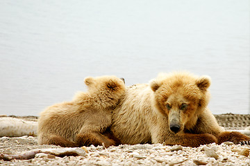 Image showing Bears