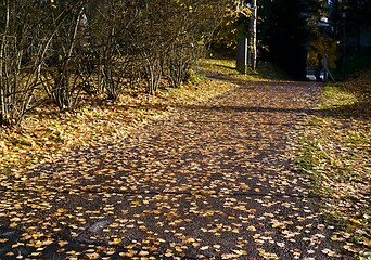 Image showing path covered with yellow leaves in the park