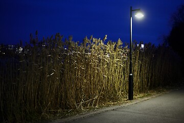 Image showing reed and street lamp in Helsinki park at night 