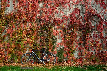 Image showing wall covered with yellowed ivy and a bicycle