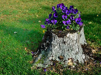 Image showing blooming pansies on the tree stump 