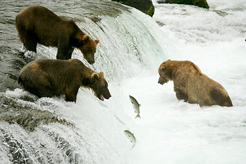 Image showing Bears