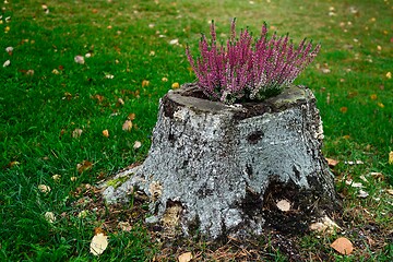 Image showing heather flowers on the tree stump and green lawn 