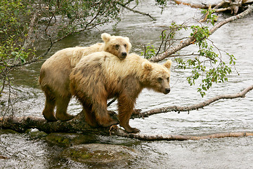 Image showing Bears