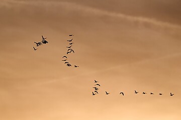 Image showing Geese glying in sunset