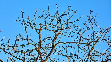 Image showing Bare tree branches in wind