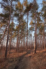 Image showing Forest of Pines walkway path