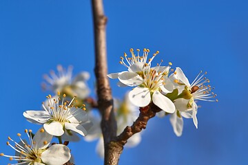 Image showing Spring blooming tree branch
