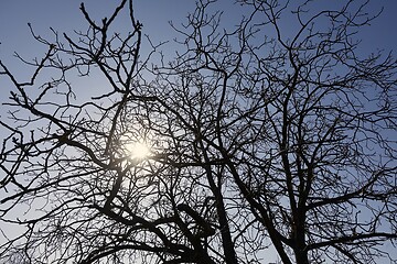 Image showing Bare tree branches