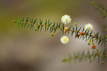 Image showing Australian native flower - golden wattle blossom