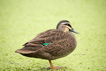 Image showing Duck  standing by a billabong covered in green plant flora