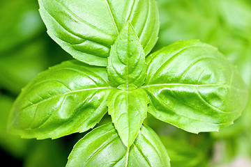 Image showing Basil leaves