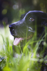 Image showing spaniel face in green grass