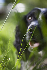 Image showing spaniel face in green grass