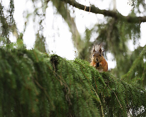 Image showing squirrel on a spruce branch eats a cone