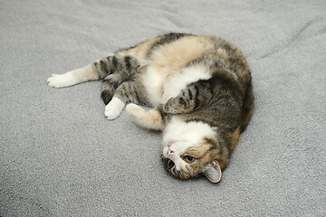 Image showing cat lies relaxing in bed