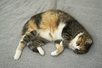 Image showing cat lies relaxing in bed