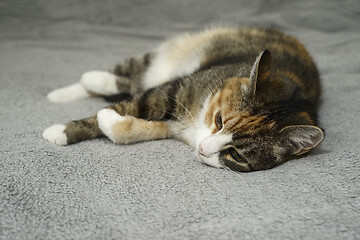 Image showing cat lies relaxing in bed