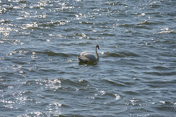 Image showing white swan swims along the waves